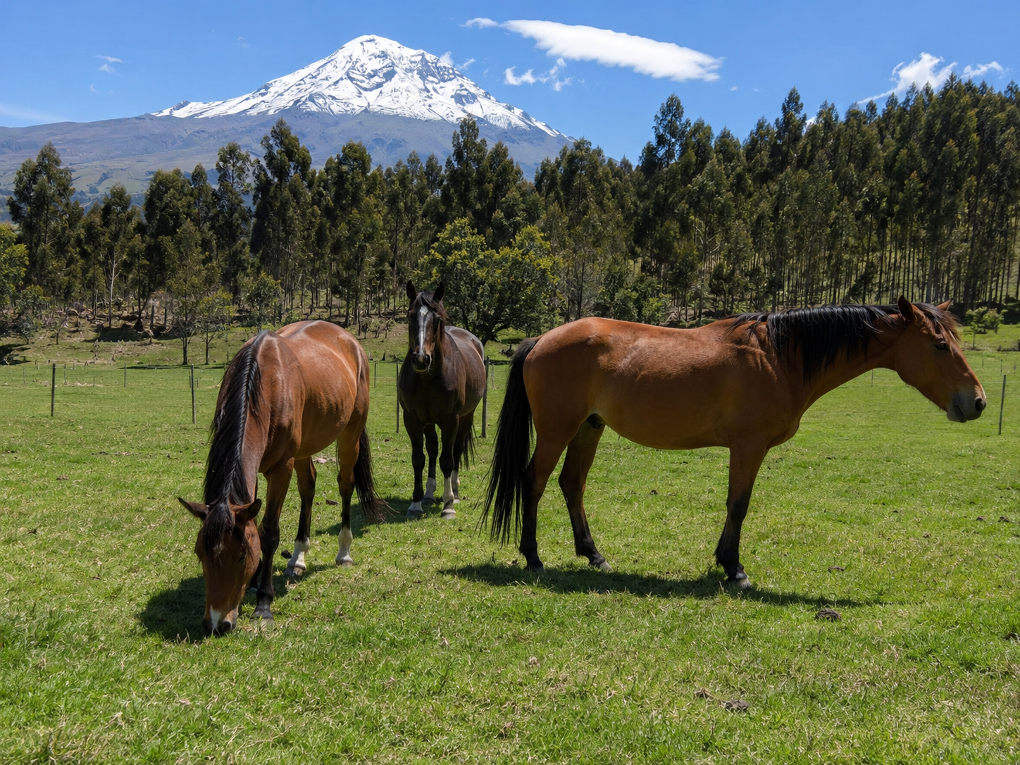 Encuentro con caballos en Mount House Lodge